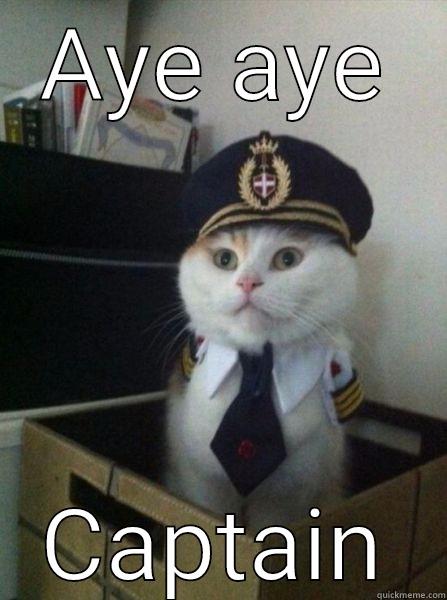 Captain cat - AYE AYE CAPTAIN Captain kitteh