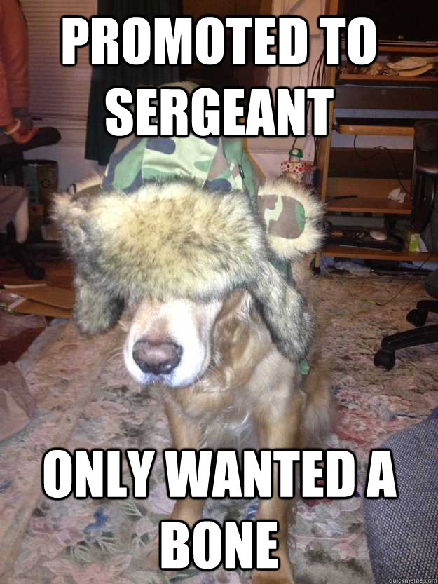 Promoted to sergeant Only wanted a bone - Promoted to sergeant Only wanted a bone  Disappointment Dog