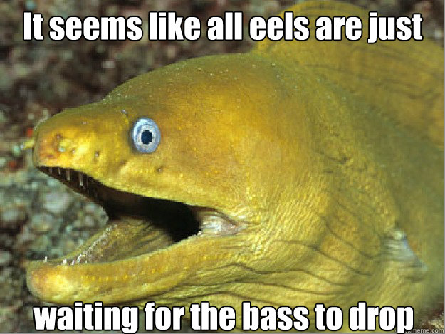 It seems like all eels are just waiting for the bass to drop - It seems like all eels are just waiting for the bass to drop  Bad Joke eel 2