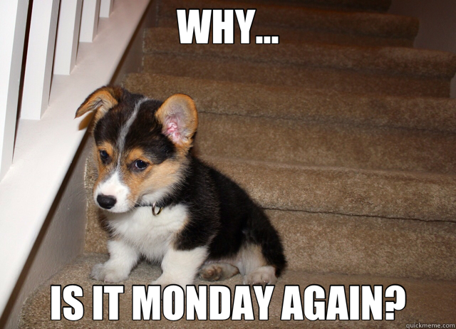 WHY... IS IT MONDAY AGAIN? - WHY... IS IT MONDAY AGAIN?  sad corgi 2