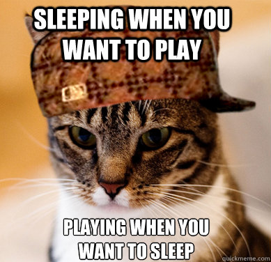 Sleeping when you want to play playing when you want to sleep  