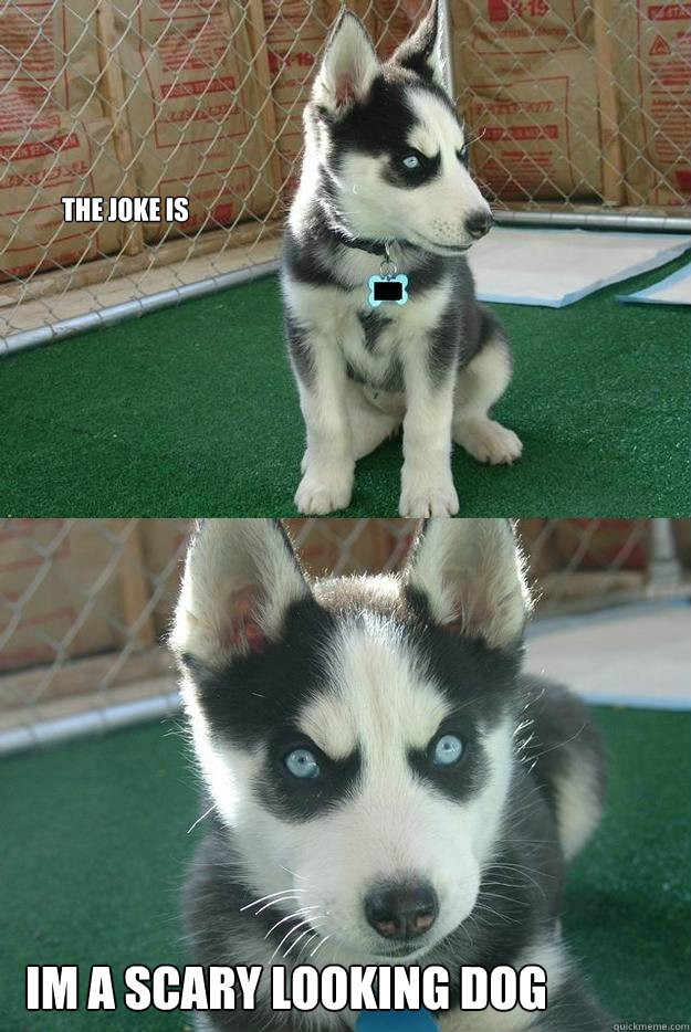 THE JOKE IS IM A SCARY LOOKING DOG  Insanity puppy