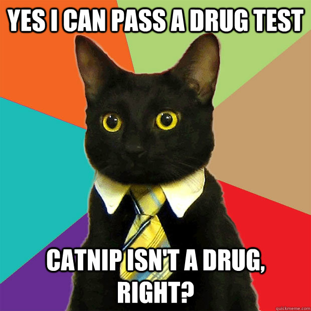 Yes i can pass a drug test catnip isn't a drug, right?  Business Cat