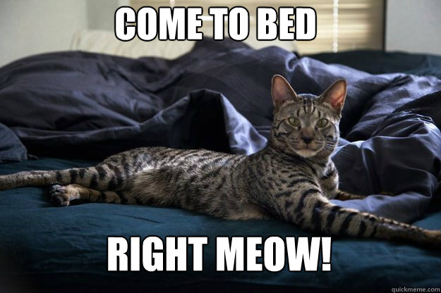 come to bed right meow!  