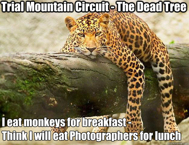 Trial Mountain Circuit - The Dead Tree I eat monkeys for breakfast - 
Think I will eat Photographers for lunch  Lazy Jaguar