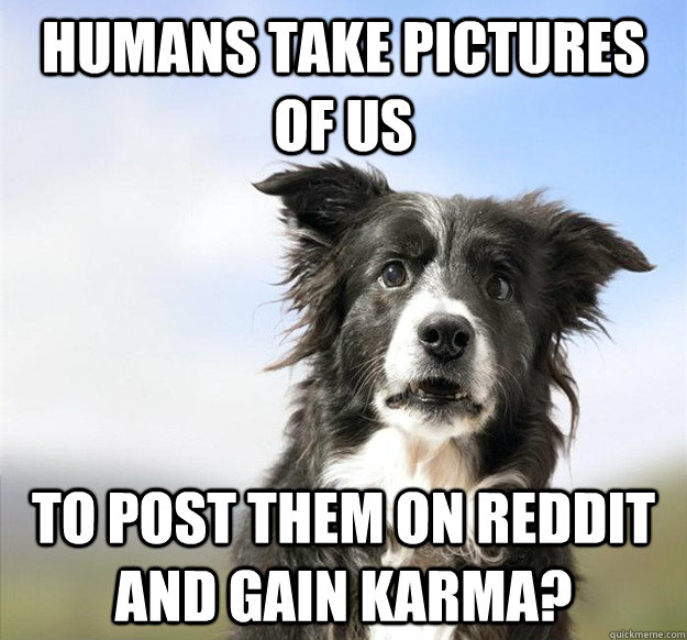humans take pictures of us to post them on reddit and gain karma? - humans take pictures of us to post them on reddit and gain karma?  Misc