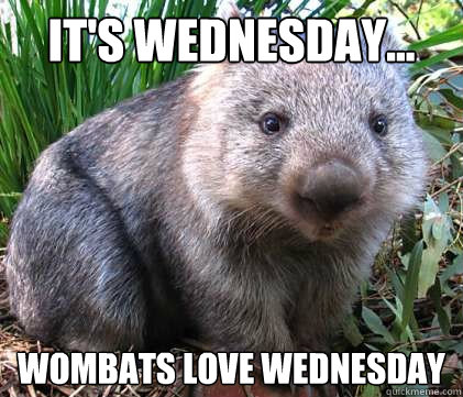 It's Wednesday... Wombats love Wednesday - It's Wednesday... Wombats love Wednesday  Wombat Wednesday