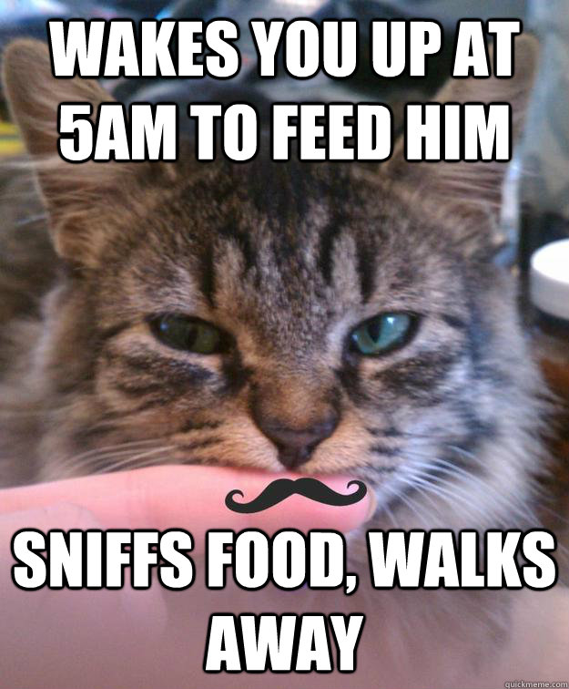 Wakes you up at 5am to feed him sniffs food, walks away  The Most Interesting Cat in the World