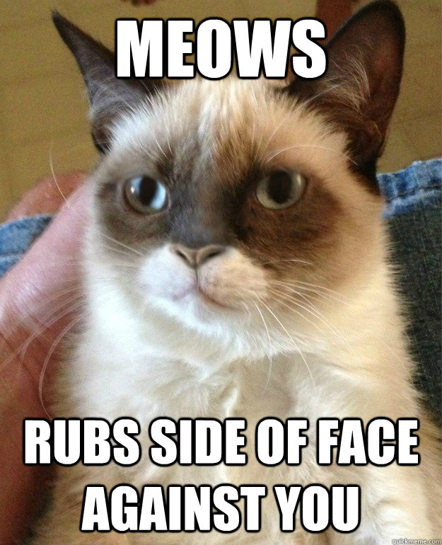 meows rubs side of face against you  normal cat