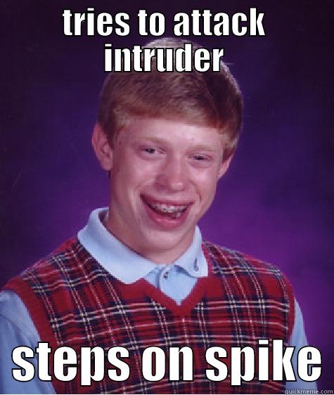 TRIES TO ATTACK INTRUDER   STEPS ON SPIKE Bad Luck Brian