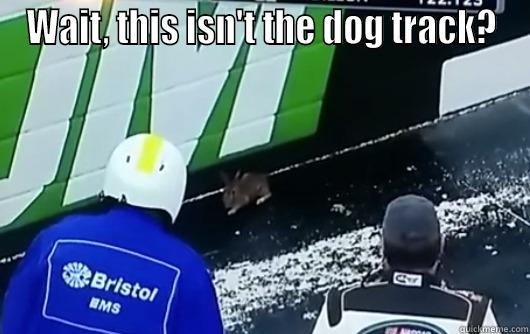 WAIT, THIS ISN'T THE DOG TRACK?  Misc