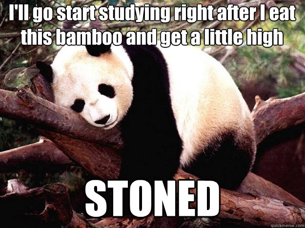 I'll go start studying right after I eat this bamboo and get a little high STONED - I'll go start studying right after I eat this bamboo and get a little high STONED  Procrastination Panda