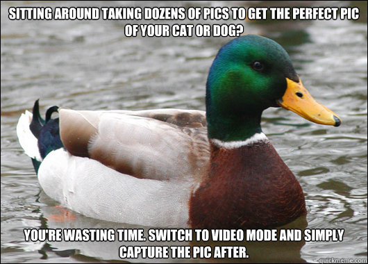 Sitting around taking dozens of pics to get the perfect pic of your cat or dog? You're wasting time. Switch to video mode and simply capture the pic after.  Actual Advice Mallard