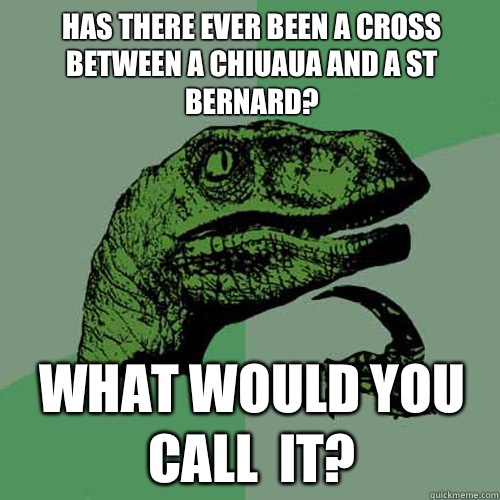 Has there ever been a cross between a chiuaua and a St Bernard? What would you call  it? - Has there ever been a cross between a chiuaua and a St Bernard? What would you call  it?  Philosoraptor