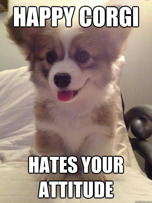 Happy Corgi hates your attitude  Happy Corgi