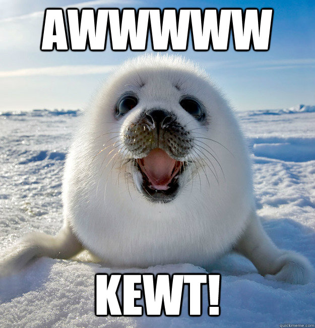 awwwww kewt!  Easily Pleased Seal