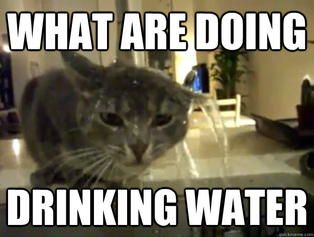 WHAT ARE DOING DRINKING WATER  Retarded Cat