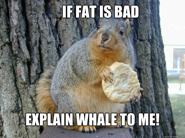       If fat is bad Explain whale to me! -       If fat is bad Explain whale to me!  American Fitness Squirrel