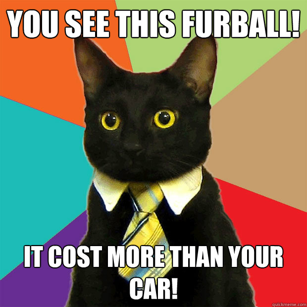 You see this Furball! It cost more than your car!  Business Cat