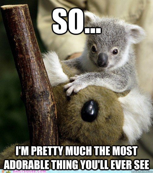 So... I'm pretty much the most adorable thing you'll ever see  I know Im Cute Koala