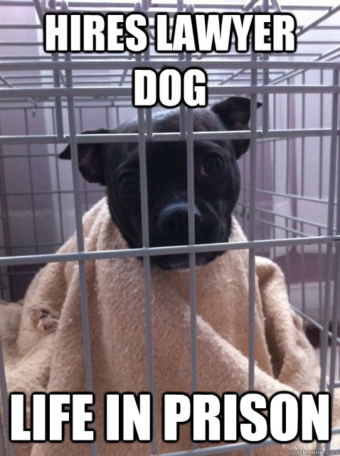 Hires Lawyer Dog Life In Prison - Hires Lawyer Dog Life In Prison  Bad Luck Boston