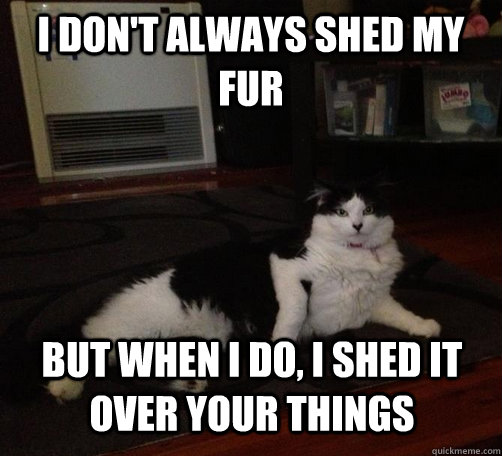 i don't always shed my fur but when i do, I shed it over your things  