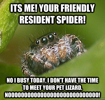 Its Me! Your friendly resident spider! No I busy today, I don't have the time to meet your pet lizard. NOOOOOOOOOOOOOOOOOOOOOOOOOOOO!  Misunderstood Spider