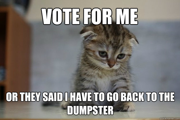 vote for me or they said I have to go back to the dumpster  Sad Kitten