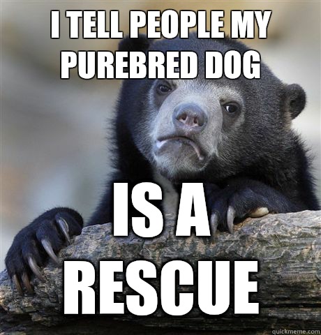 I tell people my purebred dog is a rescue  Confession Bear