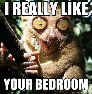 i really like your bedroom  Peeping tom lemur