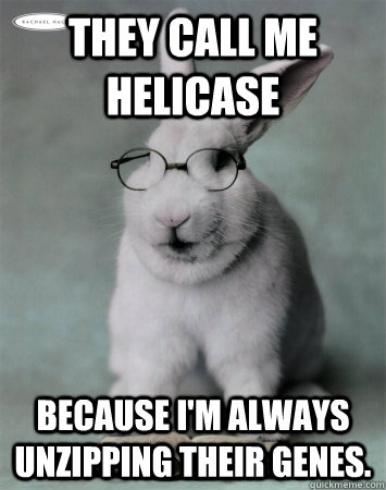 They call me Helicase Because i'm always unzipping their genes. - They call me Helicase Because i'm always unzipping their genes.  Biology Bunny