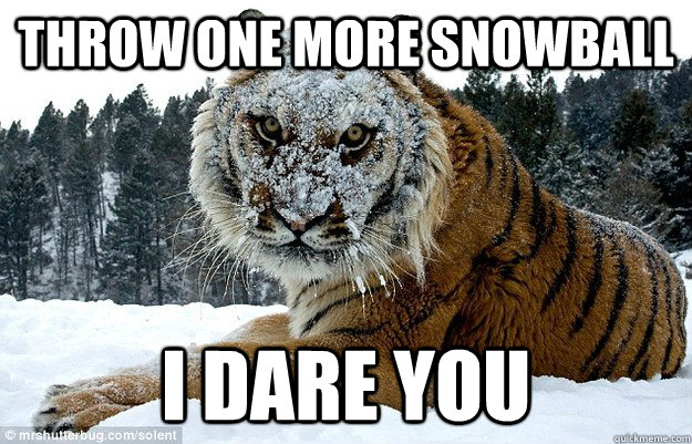Throw one more snowball  I dare you - Throw one more snowball  I dare you  One more time tiger