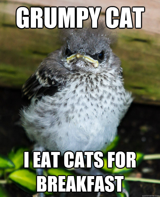 Grumpy Cat I eat cats for breakfast - Grumpy Cat I eat cats for breakfast  Grumpy Bird