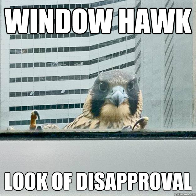 Window Hawk Look of disapproval  