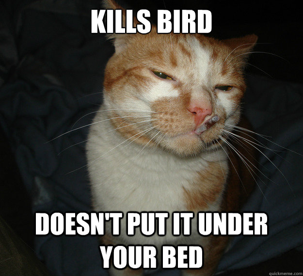Kills Bird Doesn't put it under your bed  Cool Cat Craig