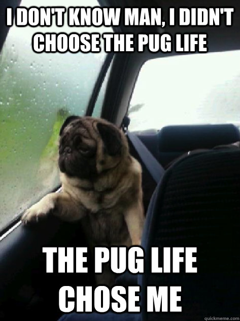 I don't know man, I didn't choose the pug life the pug life chose me - I don't know man, I didn't choose the pug life the pug life chose me  Introspective Pug