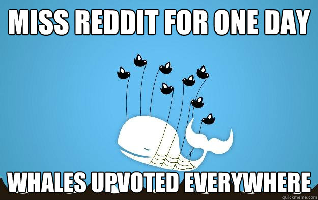 Miss reddit for one day Whales upvoted everywhere - Miss reddit for one day Whales upvoted everywhere  Misc