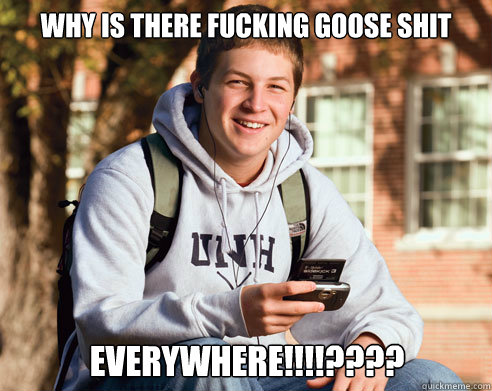 why is there fucking goose shit everywhere!!!!????  College Freshman