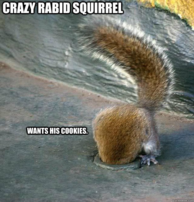 crazy rabid squirrel wants his cookies.  crazy squirrel