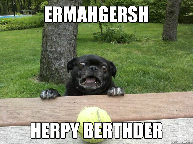 Ermahgersh herpy berthder  Berks Dog