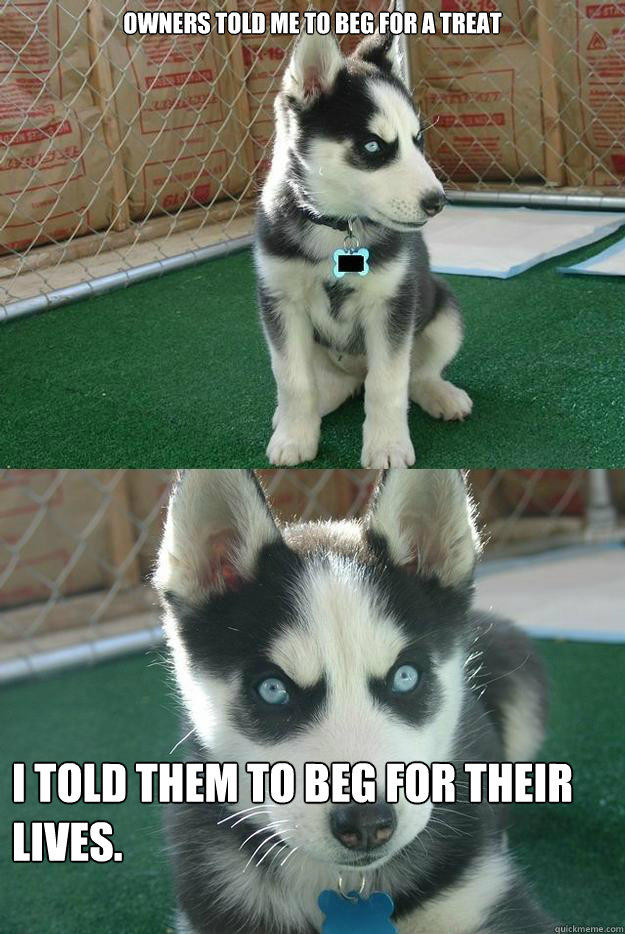 Owners told me to beg for a treat I told them to beg for their lives. - Owners told me to beg for a treat I told them to beg for their lives.  Insanity puppy