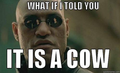                 WHAT IF I TOLD YOU             IT IS A COW Misc