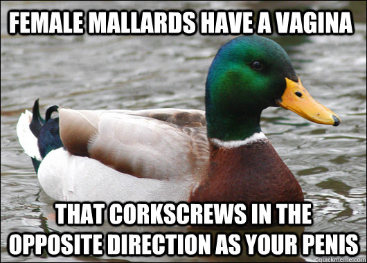 Female mallards have a vagina  that corkscrews in the opposite direction as your penis  Actual Advice Mallard