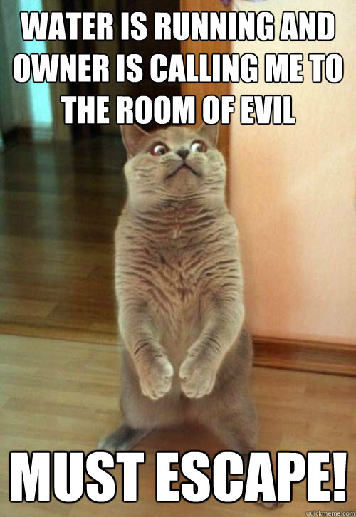 water is running and owner is calling me to the room of evil must escape! - water is running and owner is calling me to the room of evil must escape!  Horrorcat