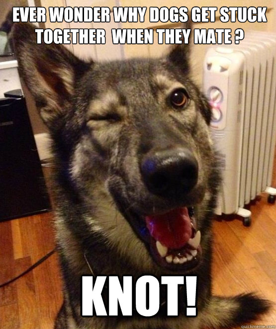 Ever wonder why dogs get stuck together  when they mate ? knot! - Ever wonder why dogs get stuck together  when they mate ? knot!  Pickup Pup
