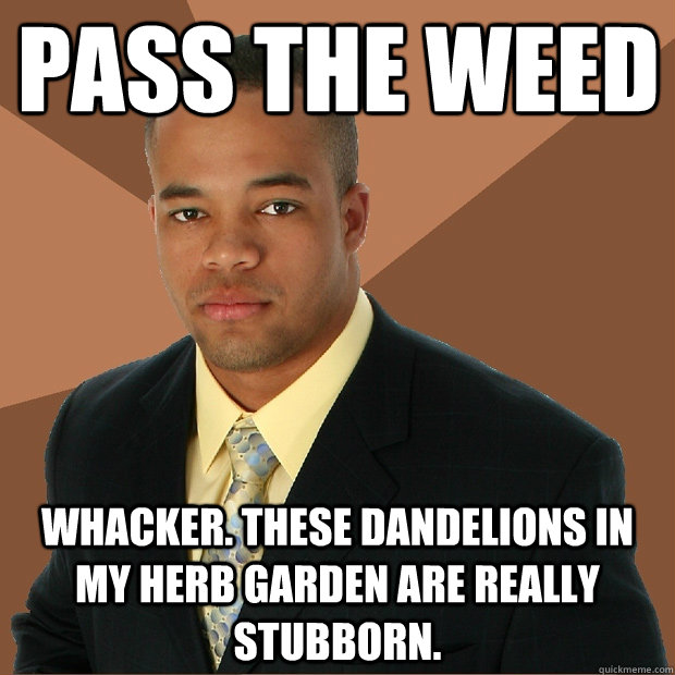 Pass the weed Whacker. These dandelions in my herb garden are really stubborn. - Pass the weed Whacker. These dandelions in my herb garden are really stubborn.  Successful Black Man