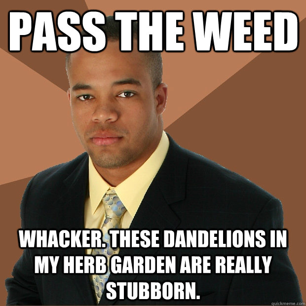Pass the weed Whacker. These dandelions in my herb garden are really stubborn.  Successful Black Man