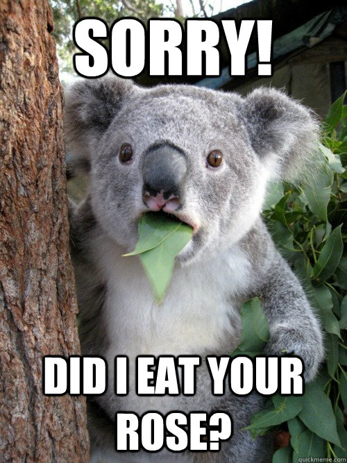Sorry! Did I eat your rose?  Surprised Koala