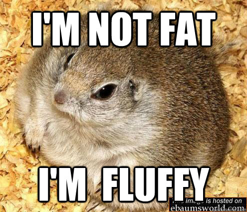I'm not fat i'm  fluffy  Fat Hamster