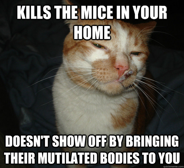 KILLS THE MICE IN YOUR HOME DOESN'T SHOW OFF BY BRINGING THEIR MUTILATED BODIES TO YOU  Cool Cat Craig